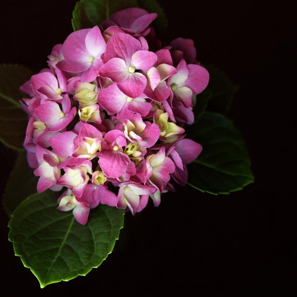 Hydrangea